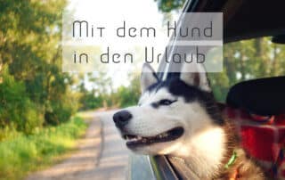 Urlaub mit Hund Tipps